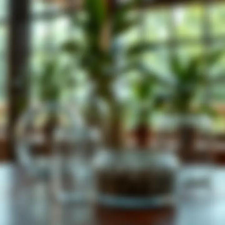 Sustainable round acrylic containers displayed in an eco-friendly setting